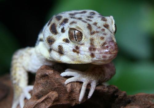 “活恐龙”新西兰大蜥蜴，恐龙时代爬行动物的后代，寿命长达百年