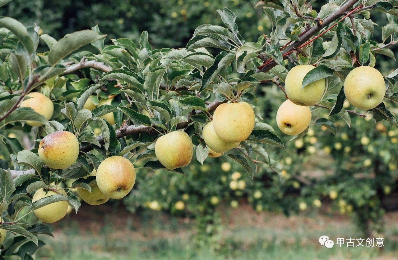 挪威最受欢迎的酒 带你品味挪威传统的苹果酒