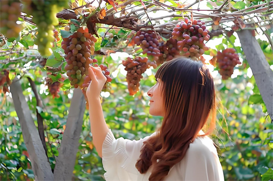 何时葡萄先熟透你要静候再静候是什么意思？解释何时葡萄先熟透你要静候再静候