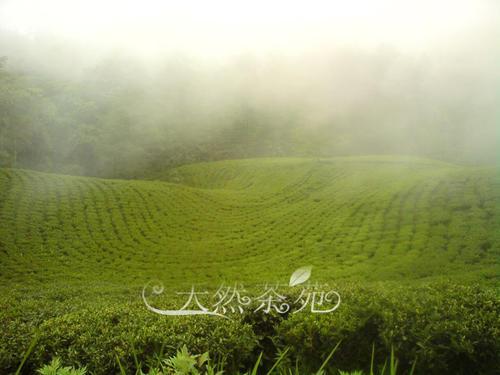 尼泊尔红茶是什么档次 ，尼泊尔高山有机红茶GOLDEN TIPS