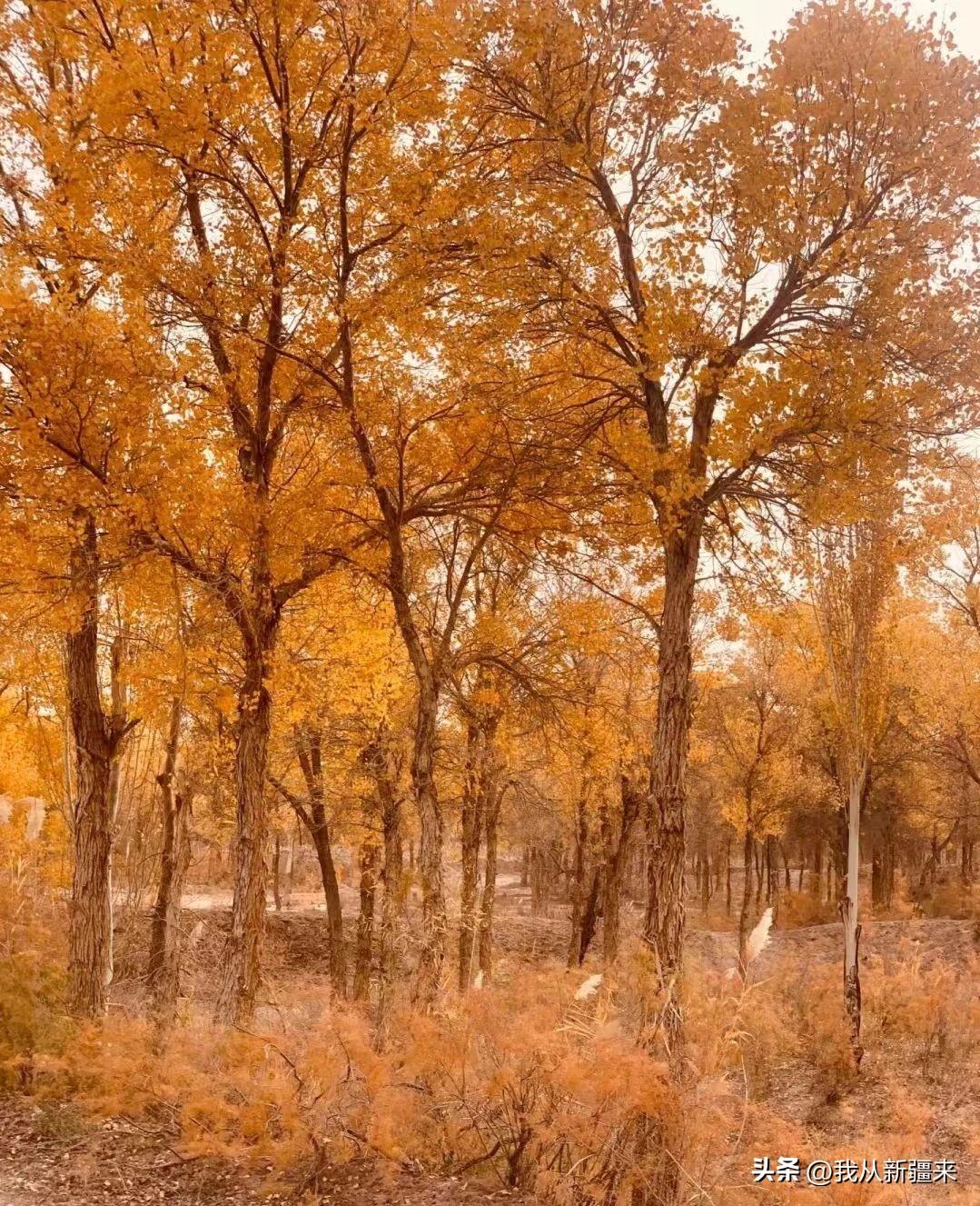 巴楚县属于哪个市 ,进入喀什的门户