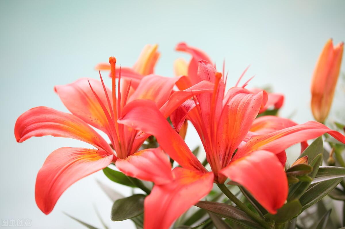 智利的国花,百合花,不是只有白色