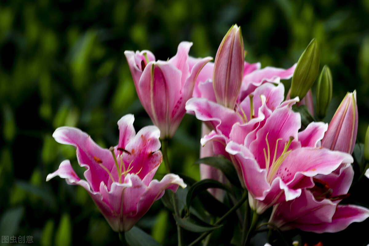 智利的国花,百合花,不是只有白色