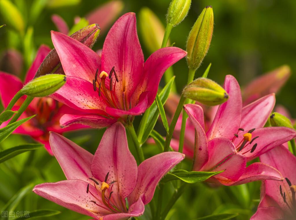 智利的国花,百合花,不是只有白色