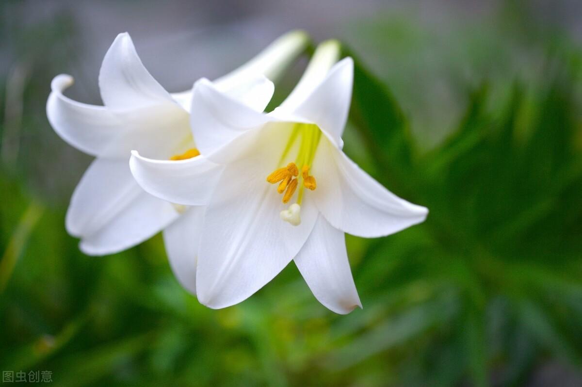 智利的国花,百合花,不是只有白色