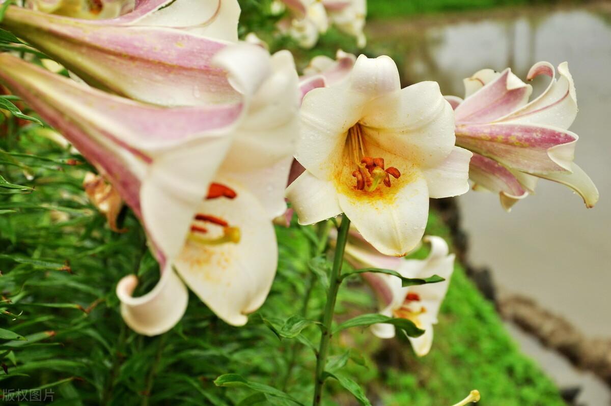 智利的国花,百合花,不是只有白色