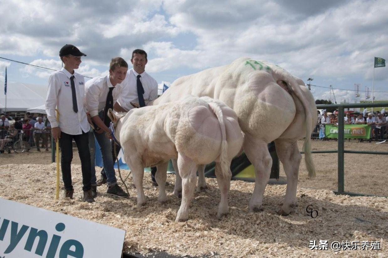 疯狂的比利时蓝牛,“肌肉怪物”背后的秘密,养牛户不可盲目养殖