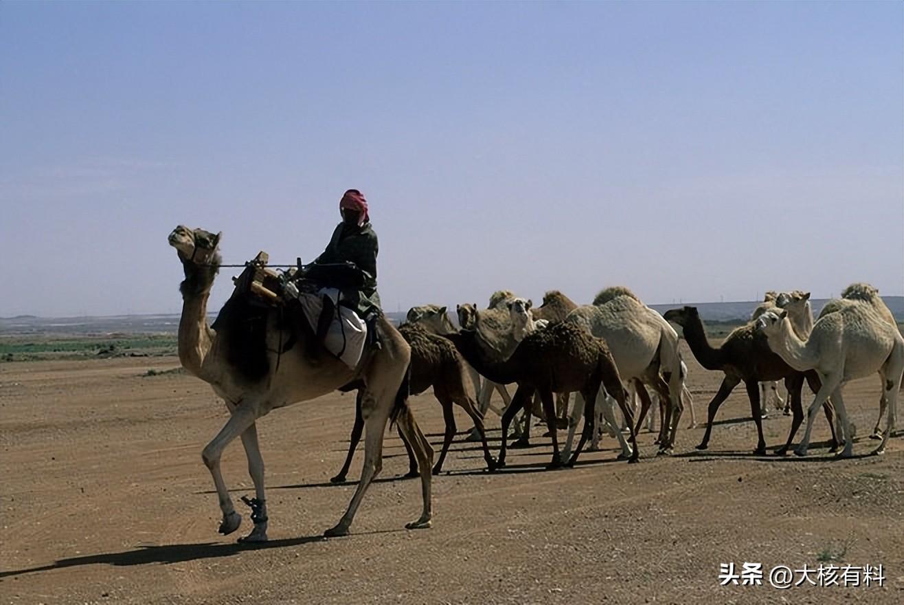 沙特阿拉伯王国，语言的政策是如何转变的，造成了什么影响？