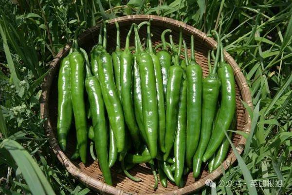 韩国泡菜价暴涨,紧急进口中国大白菜!营养不良人数翻2倍