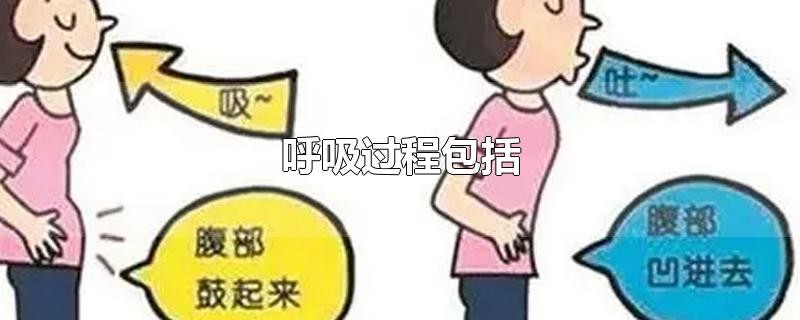 ​呼吸过程包括