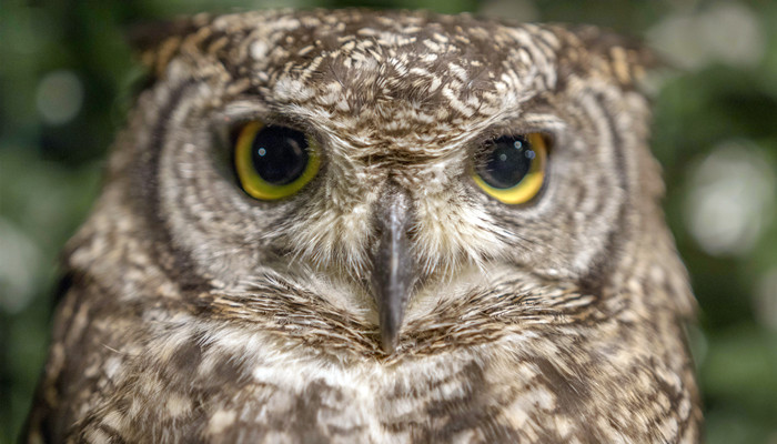 ​猫头鹰是益鸟还是害鸟