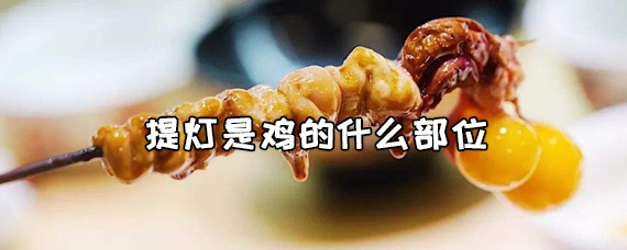 ​提灯是鸡的什么部位？鸡提灯是哪里