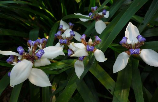 ​龙舌兰到底有毒吗？