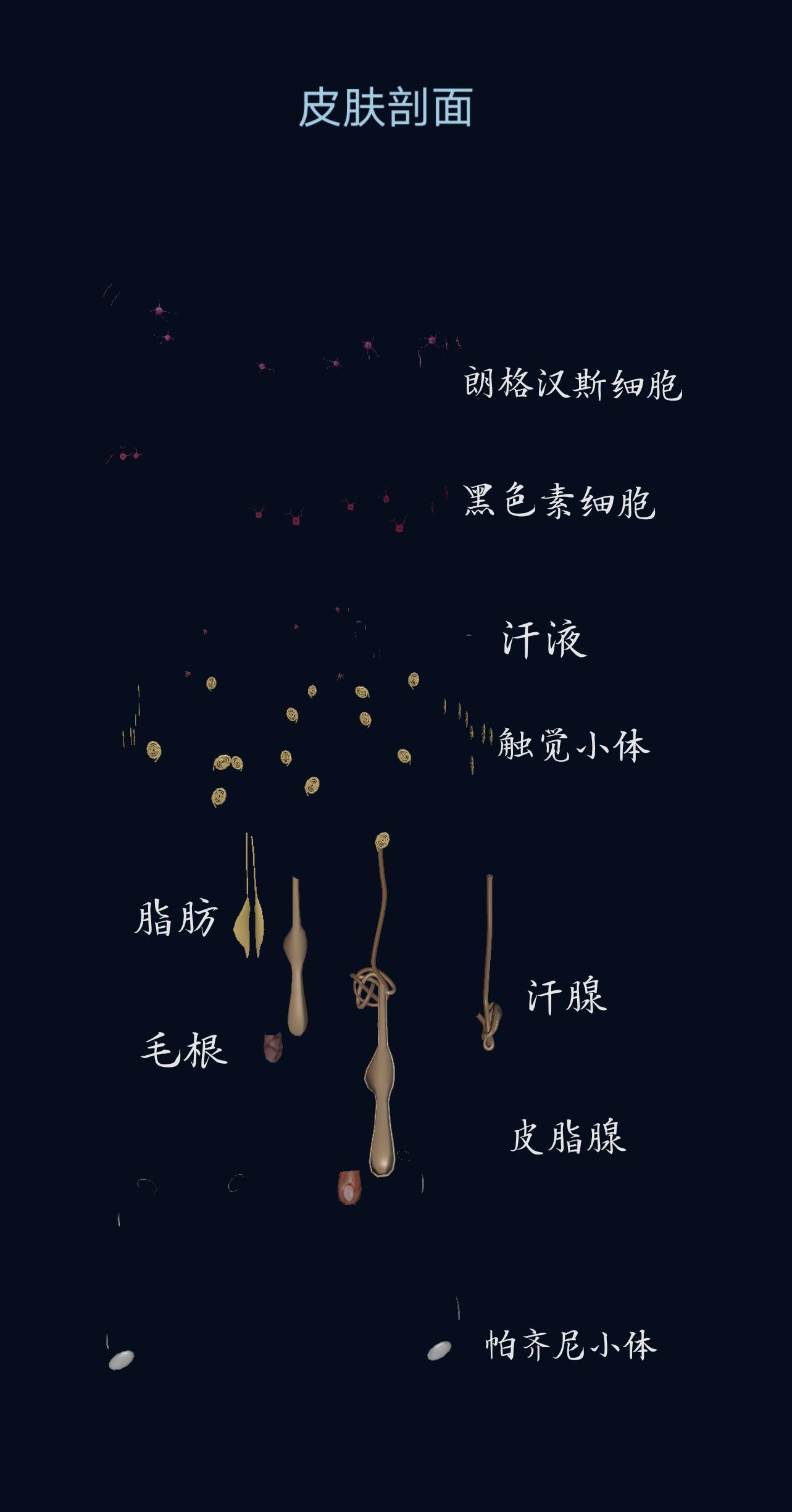 触觉小体位于哪里 ？了解你的皮肤——皮肤剖析