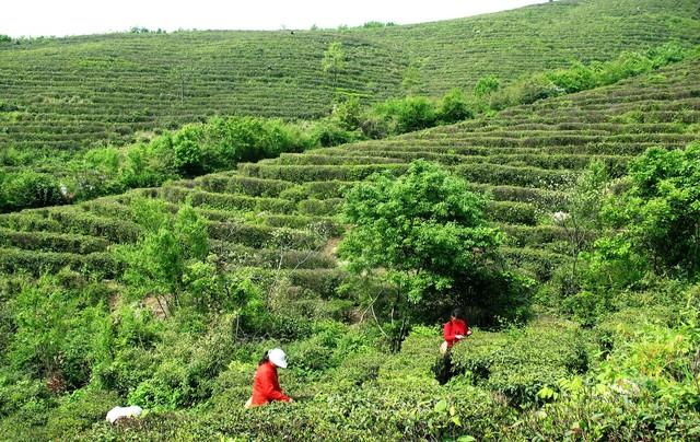 东辽县属于哪个市， 吉林特产真不少—东辽县六大艺术特产