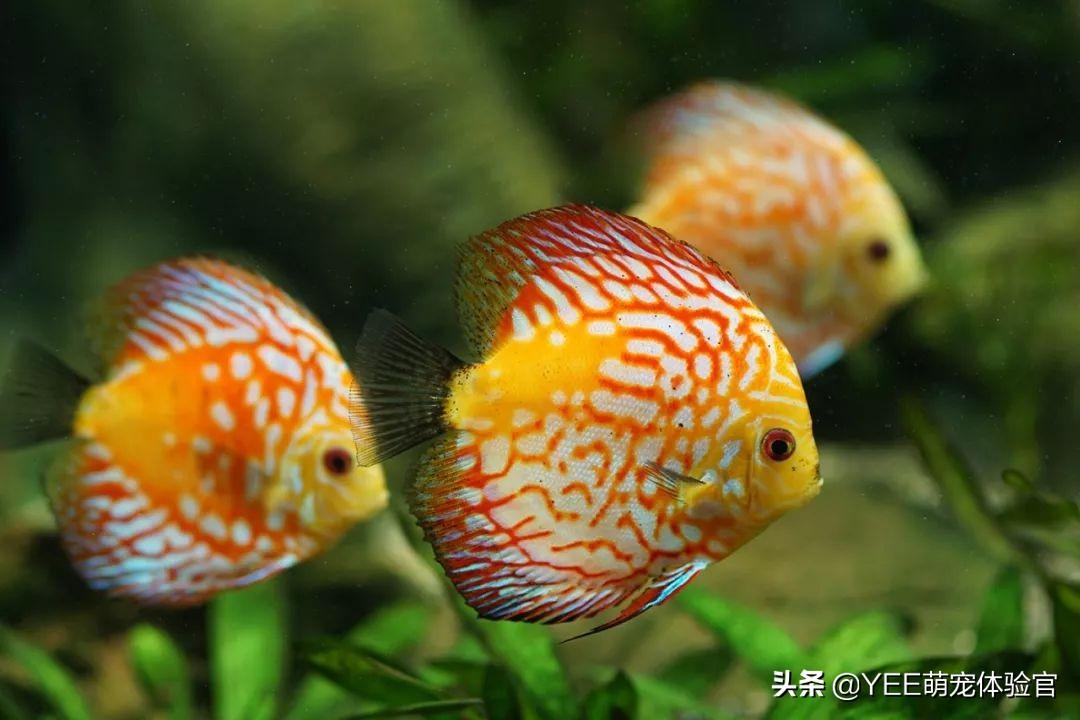 银龙鱼的寿命是多少年， 我喜欢的观赏鱼，只剩几年寿命