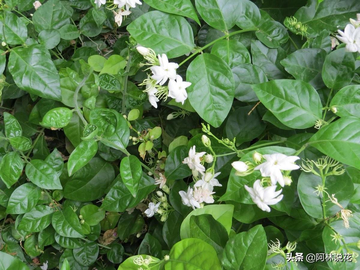 印度尼西亚和菲律宾的国花都是茉莉，来自上帝的礼物