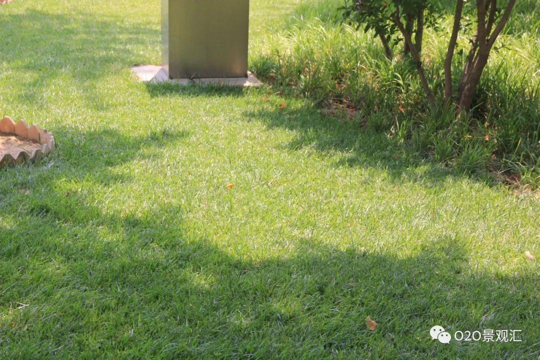 践踏草坪的危害 草坪到底能不能踩踏