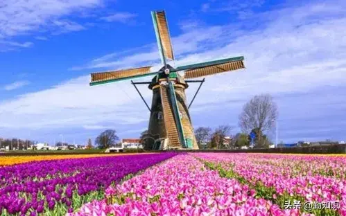 风车在荷兰的主要作用是什么？