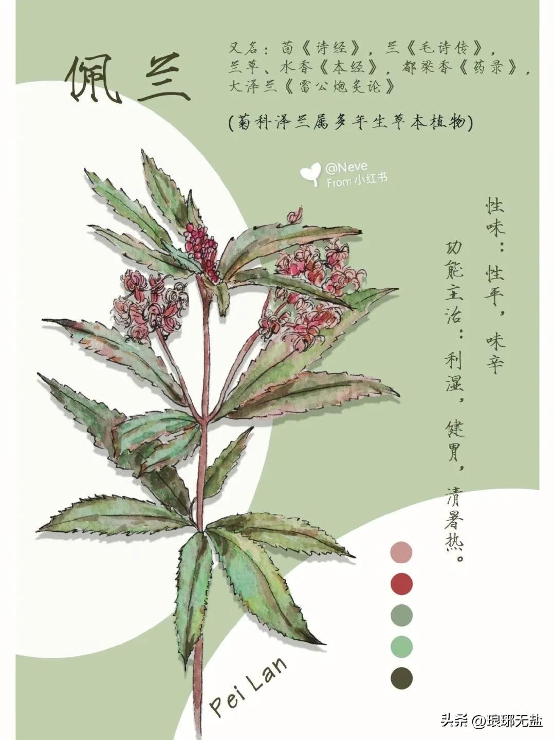 有关兰花的诗句经典?10首经典古诗词与您共赏