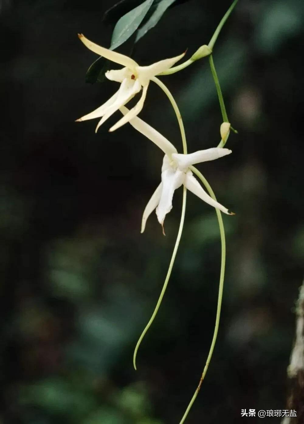 有关兰花的诗句经典?10首经典古诗词与您共赏