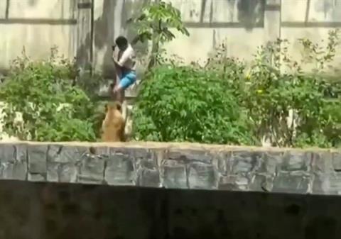 巴西19岁男子闯入狮子园区被母狮子咬死：监控拍下全程