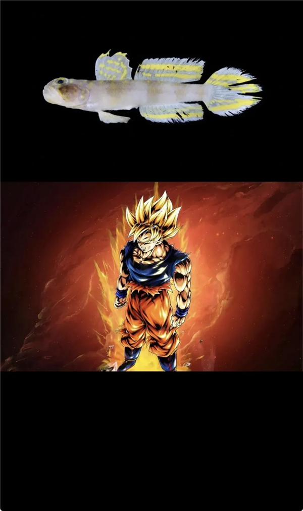 这条刚刚发现的鱼 正式被命名为：超级赛亚人！