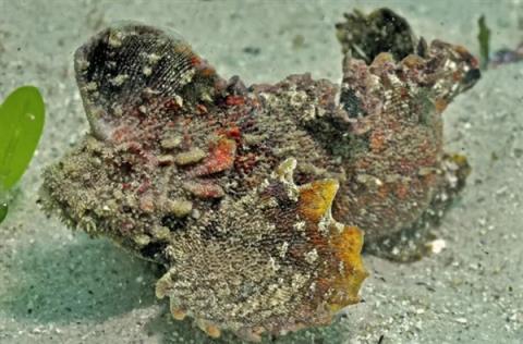 南方海边的这种鱼 踩到真的会要命