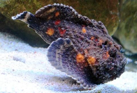 南方海边的这种鱼 踩到真的会要命(图2)