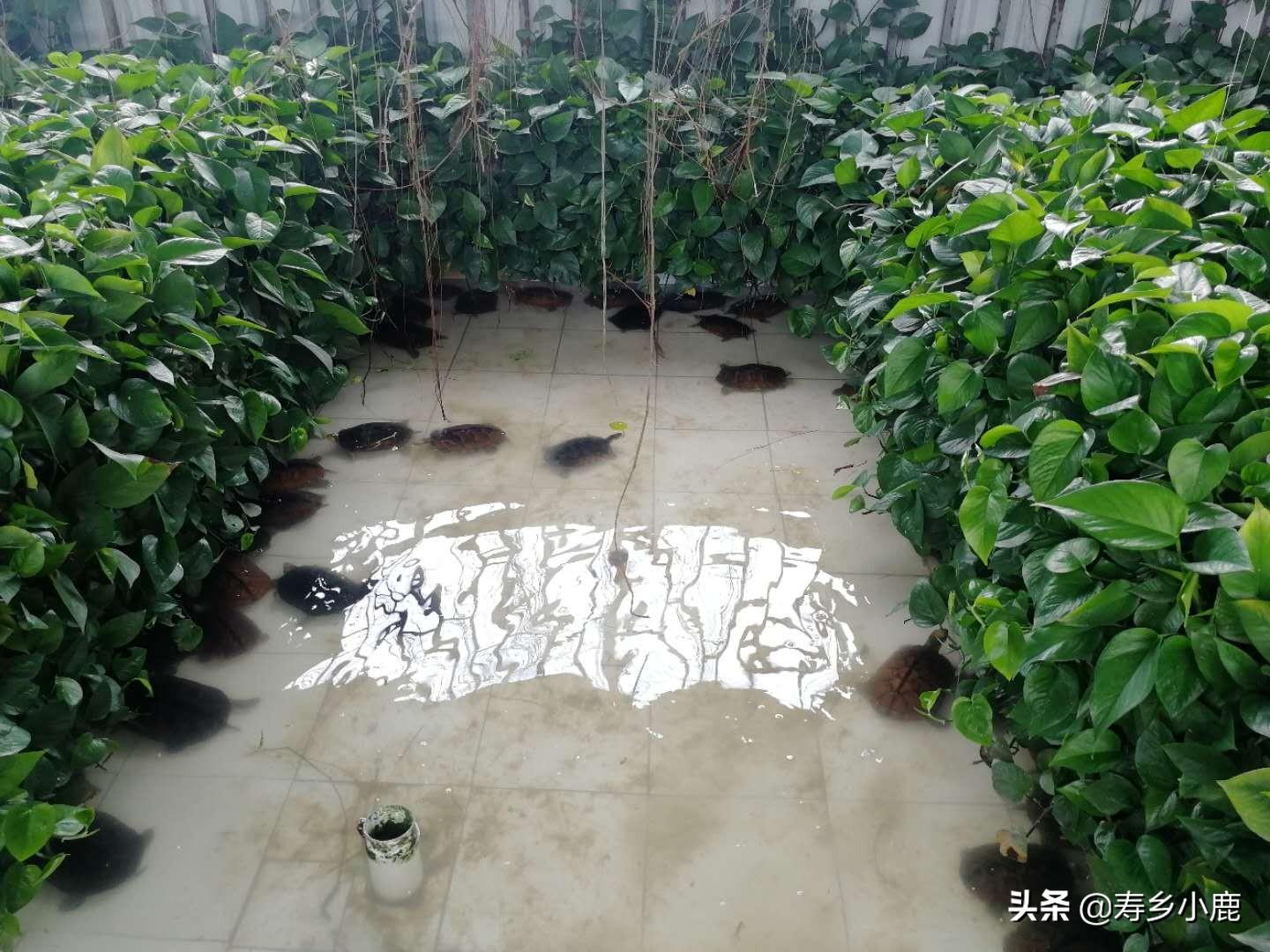 石金钱龟养殖方法？养殖户需要做的三个基本工作