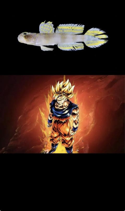 这条刚刚发现的鱼 正式被命名为：超级赛亚人！