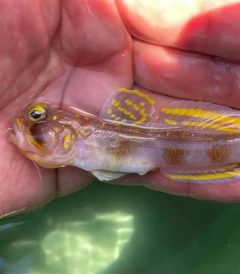 这条刚刚发现的鱼 正式被命名为：超级赛亚人！(图2)