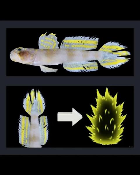 这条刚刚发现的鱼 正式被命名为：超级赛亚人！(图3)