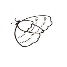 飞蛾吃什么东西才能活？飞蛾没有口和胃是怎么存活的？