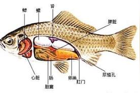 鱼有心脏吗百科？鱼的生理特征