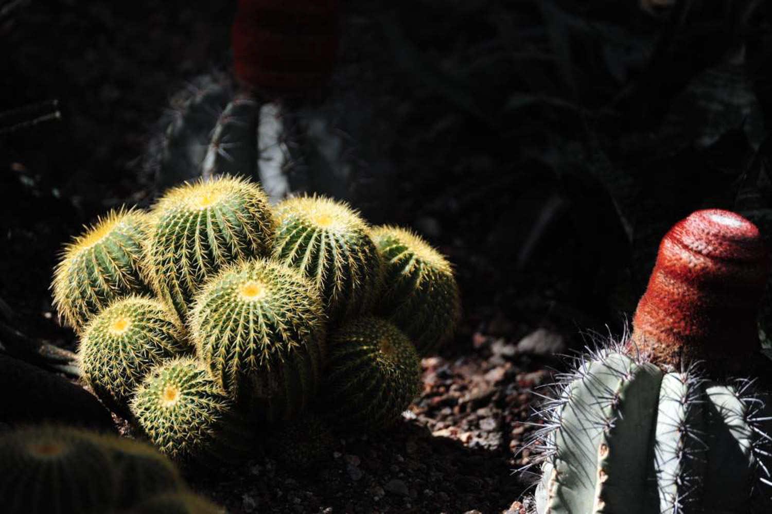 ​谁家的仙人球，怎么养得这么奇葩、不正经