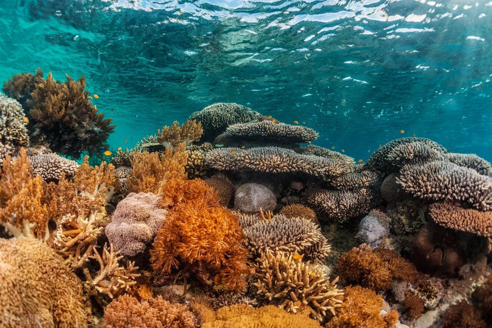 全球三大生态系统是哪些？生态系统多样性知多少