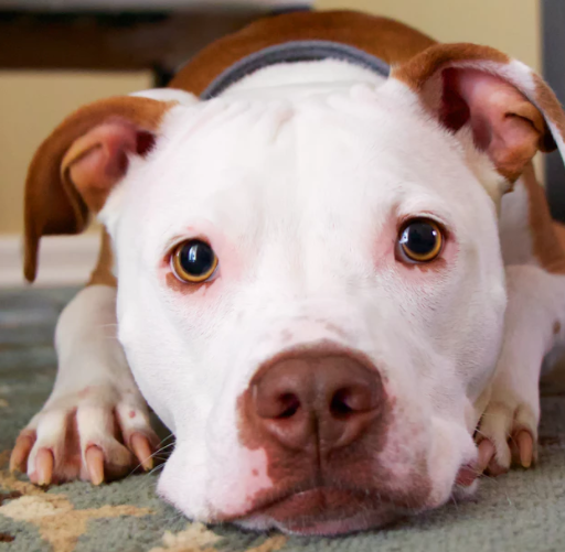 泰迪犬养多久才认主人?如何与狗狗快速建立正确关系