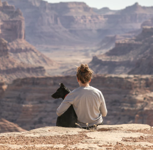 泰迪犬养多久才认主人?如何与狗狗快速建立正确关系