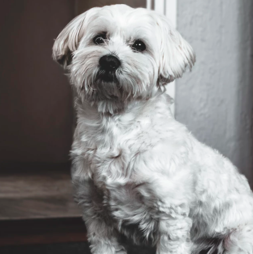 泰迪犬养多久才认主人?如何与狗狗快速建立正确关系