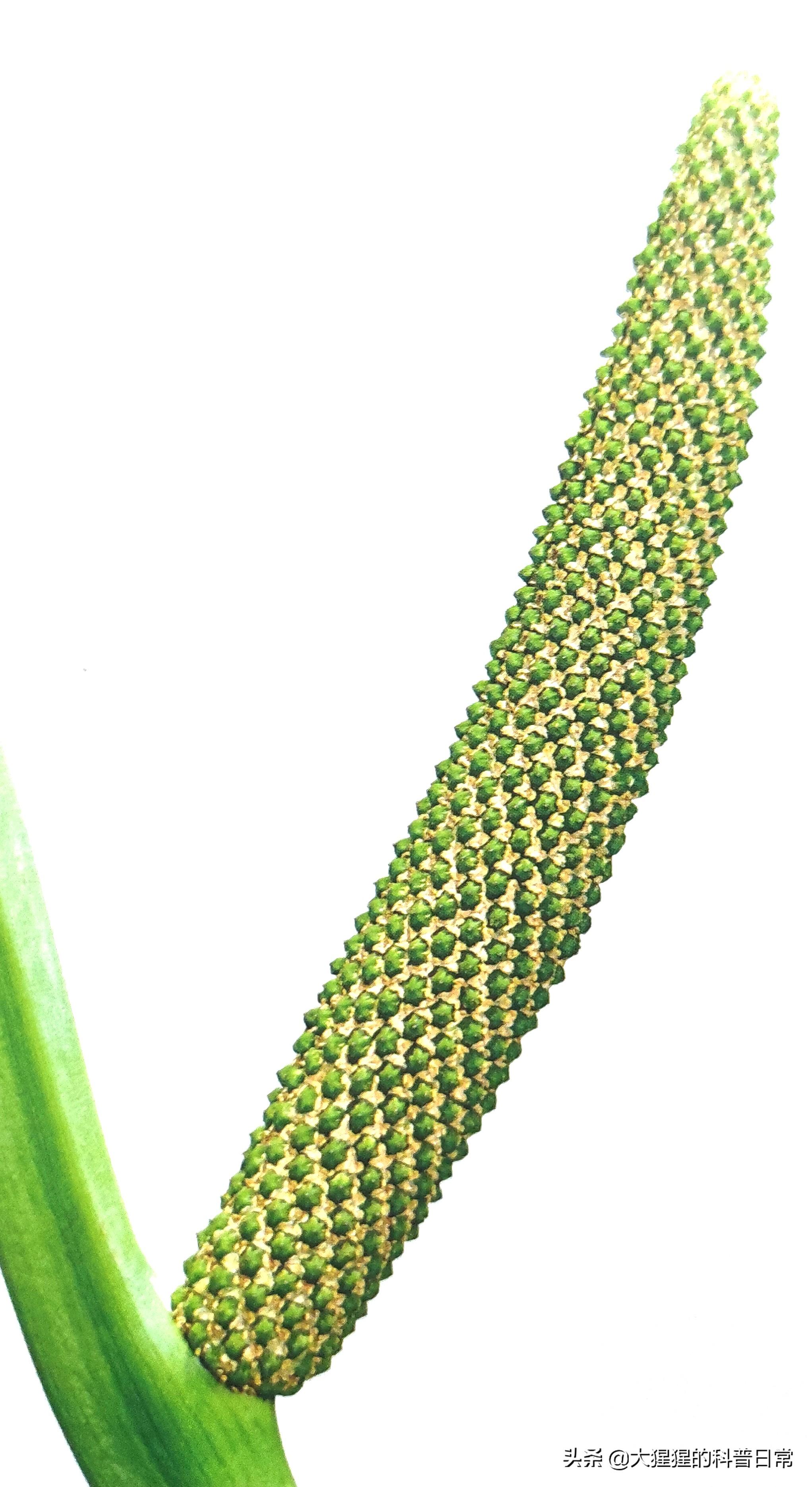 单子叶植物有哪些？有花植物—单子叶植物