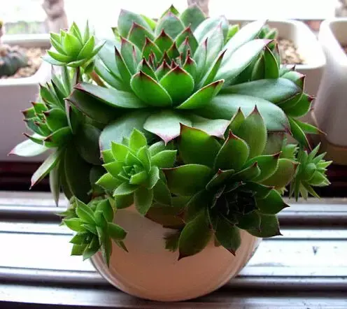 观音莲有毒吗怎么养?观音莲养护方法