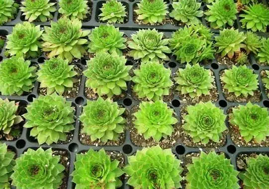 观音莲有毒吗怎么养?观音莲养护方法