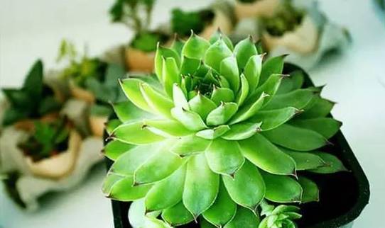 观音莲有毒吗怎么养?观音莲养护方法