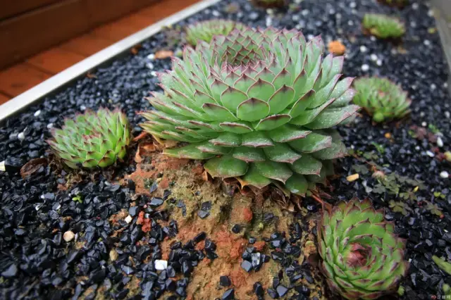 观音莲有毒吗怎么养?观音莲养护方法