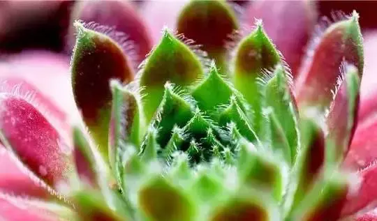 观音莲有毒吗怎么养?观音莲养护方法