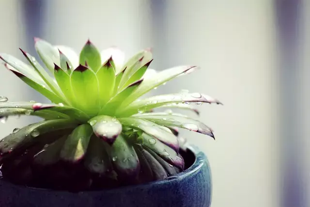 观音莲有毒吗怎么养?观音莲养护方法