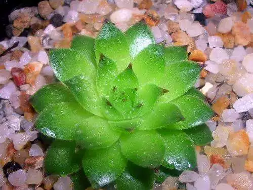 观音莲有毒吗怎么养?观音莲养护方法