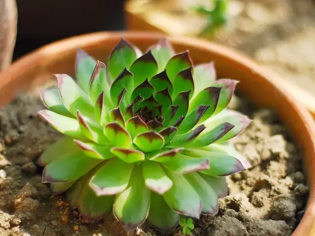 观音莲有毒吗怎么养?观音莲养护方法