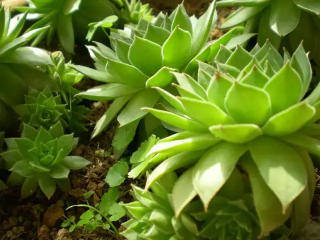 观音莲有毒吗怎么养?观音莲养护方法